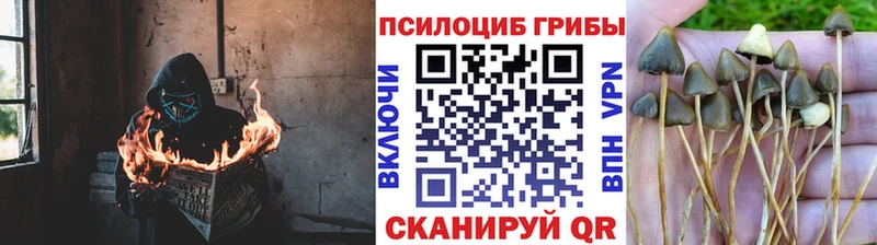 Купить где  Курган  Галлюциногенные грибы GOLDEN TEACHER 